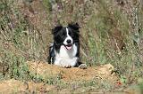 BORDER COLLIE 322